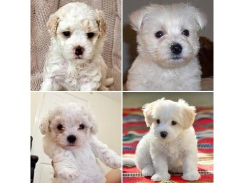 Kıvır kıvır tüylü şirin malta terrier yavrular adana