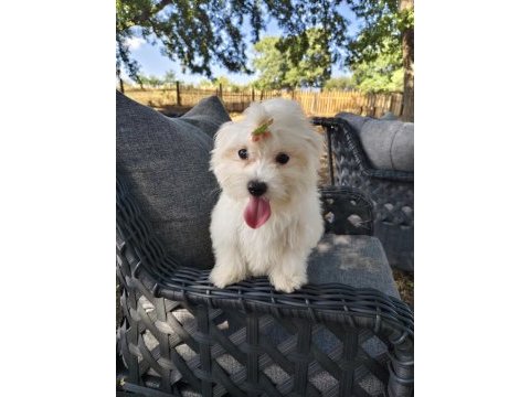 Orjinal maltese terrier 4 aylık