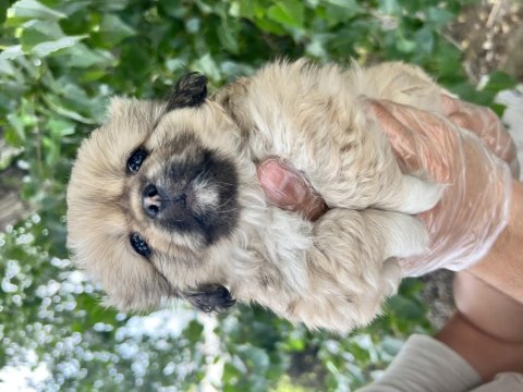 Pekinez a kalite tüm illere gönderim