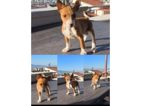 A kalite basenji yavru