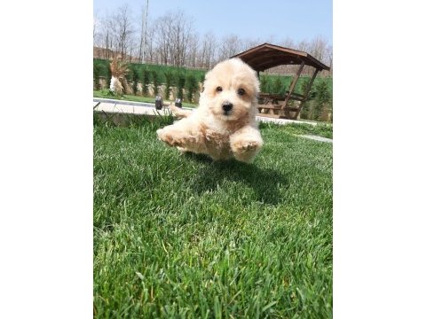 Zeki ve tüy dökmeyen karakteriyle maltipoo yavruları