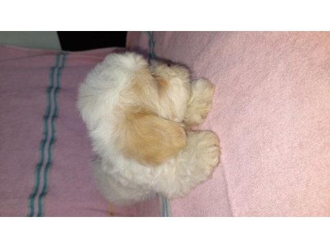 Muazzam güzellikte yakışıklı bir morkie çocuk
