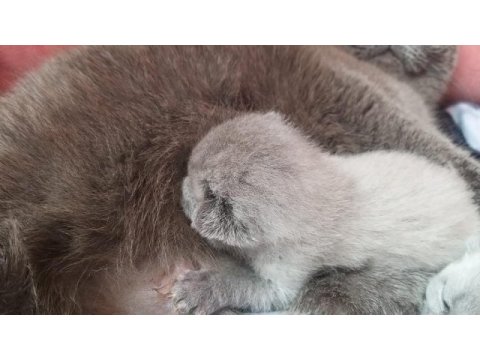 Scottish fold blue point yavrular