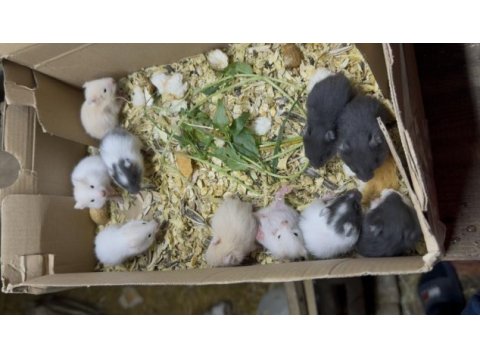 Hamsterlarda asla ısırma yok 1 aylık sevmelik arayınız