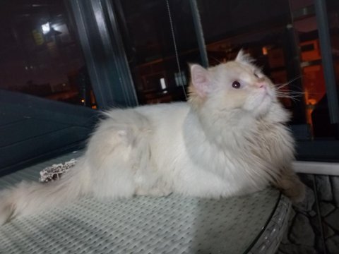 Ücretsiz british longhair sahiplendirme
