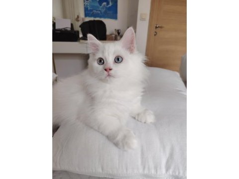 British longhair erkek 3 aylık yavrularımız