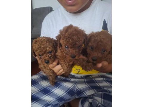 Toy poodle bebek köpekler
