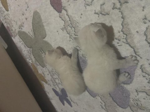 Blue point british shorthair yavrum