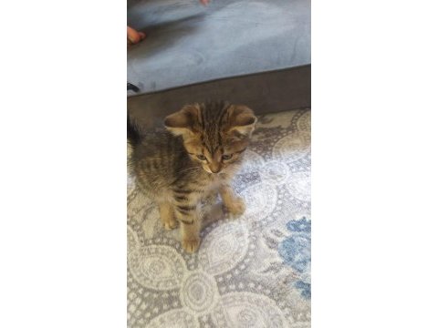 Minik kediler