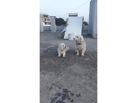 Yetişkin terrier 1 dişi ve 1 erkek