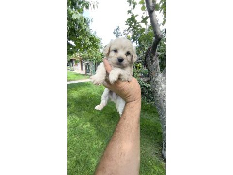 Maltipoo yavrular