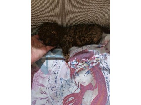 Toy poodle yavru dişi