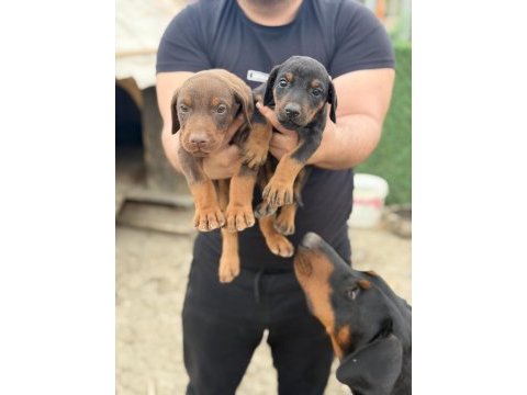 Safkan doberman yavvrular