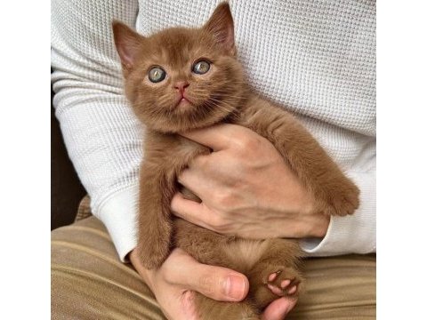 Nadir bulunan chocolate british shorthair 