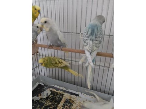 Muhabbet kuşu yeni yeme düşmüş