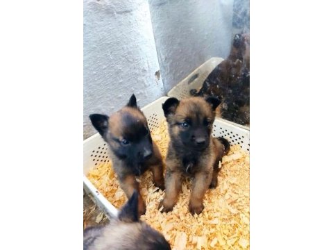 Malinois yavrular