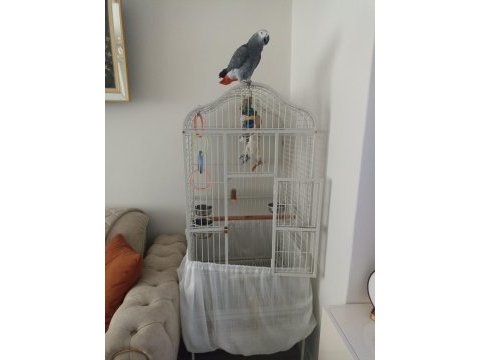2 yaşında jako full evcil ısırma yok herkese gider