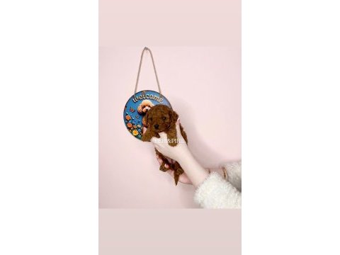 Irk ve sağlık garantili toy poodle yavrularımız