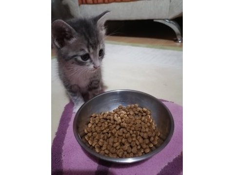 Ücretsiz sahiplendireceğiz kedimizi