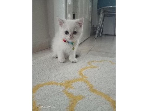 British longhair yavru kedimiz