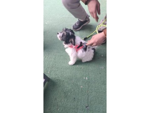 Sağlıklı morkie