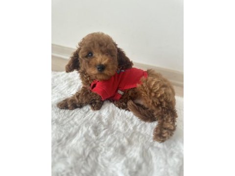 Küçük boy kahverengi toy poodle evde büyüdü