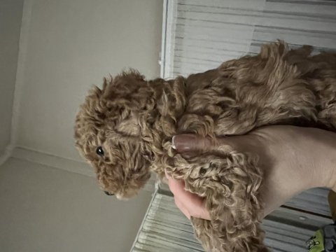 Anne baba orjinal toy poodle bebekler