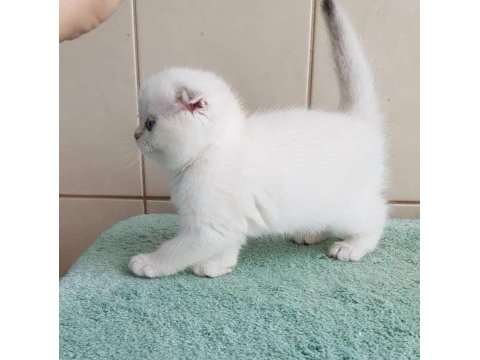 Bebek surat silver scottish fold 