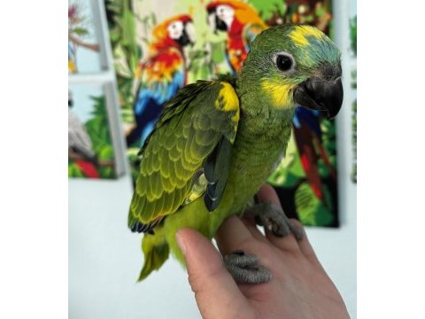 Blue front amazon papağanı bebek
