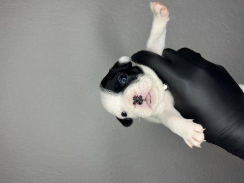 Standart renk dişi ve erkek fransız bulldog yavruları
