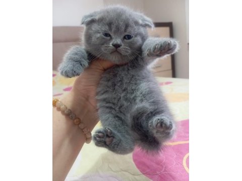 Scottish fold erkek