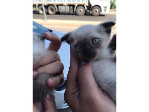 Blue point yavru kedılerımız son 2 erkek adet