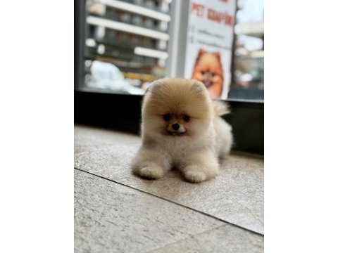 Teddy bear safkan pomeranian boo