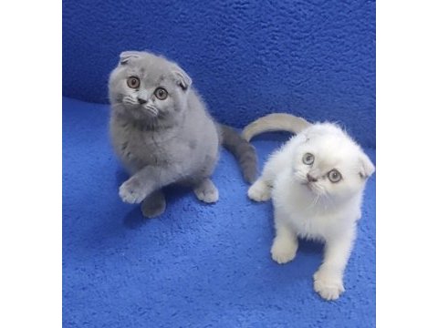 İstanbul içi 7/24 adrese teslim scottish fold ponçikler