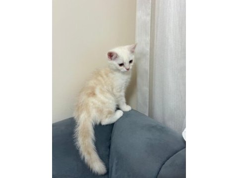 Scottish fold ve british kardeşler