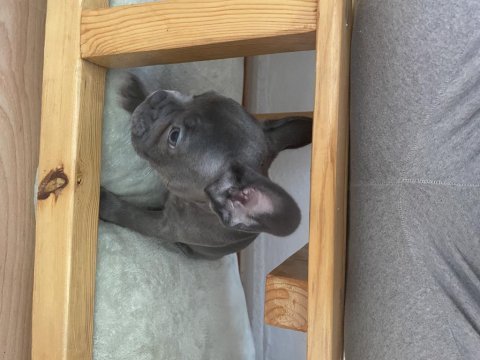 A kalite sıfır kuyruk sıfır burun ev doğum french bulldog