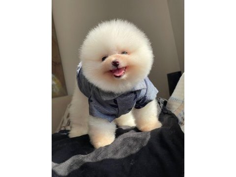 Ayı surat pomeranian yavrular korekan