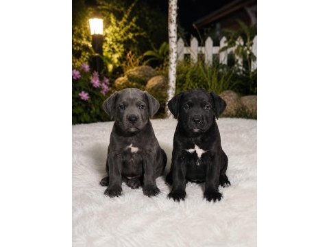 Cane corso bebekler