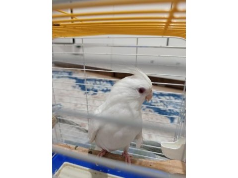 Yavru albino sultan papağanı dişi uygun fiyatlı