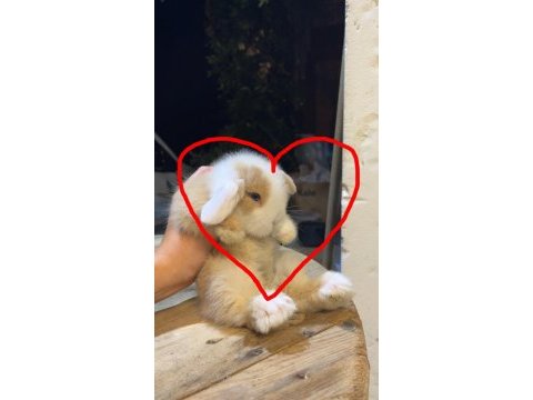 Safkan hollanda lop tavşanlar gönderim var