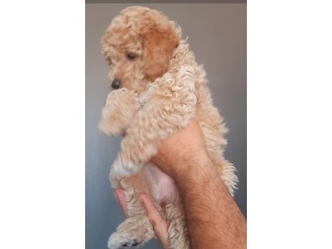Toy poodle yavrumuz yuvasını arıyor