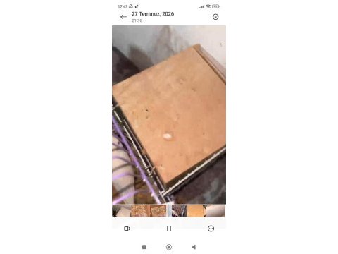 Muhabbet kuşu hazır takımlar mevcut