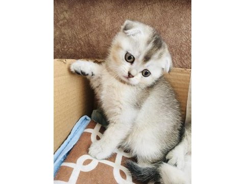 Scottish fold kedimizi sahiplendiriyoruz