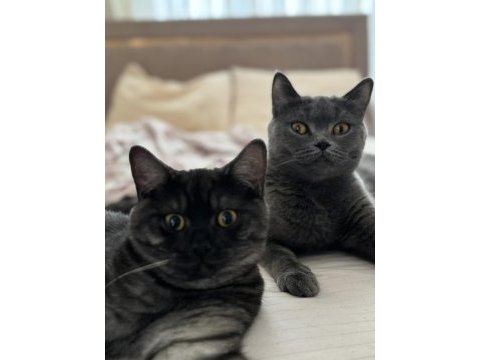 1 erkek ve 2 dişi british shorthair yavruları