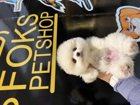 Erkek dişi pomeranian yavrular