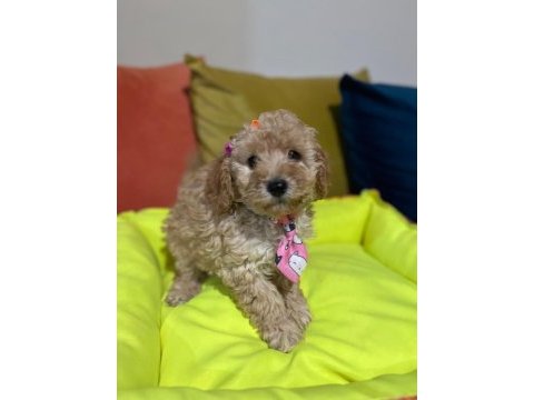 Bir avuç mutluluk poodle