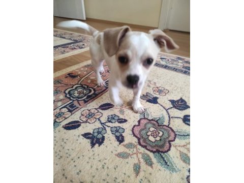 3 aylık minnak yavru chihuahua