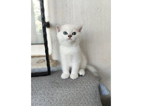 Temas bağımlısı maviş kız kedimiz