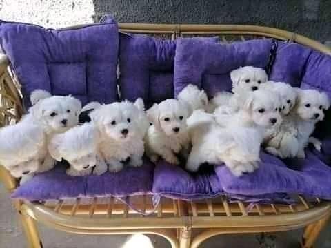 Maltese terrier yavrularımız canlı görerek alabilirsiniz
