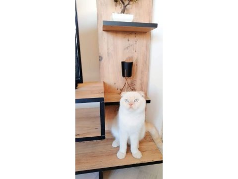 Scottish fold erkek çipli